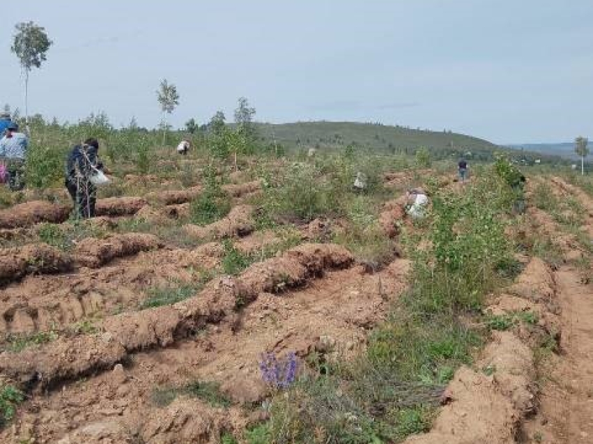В Забайкальском крае увеличивают площади лесовосстановления